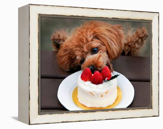 Toy Poodle Eats a Special Christmas Cake Made from Rice Powder and Natural Honey in Tokyo-null-Framed Premier Image Canvas