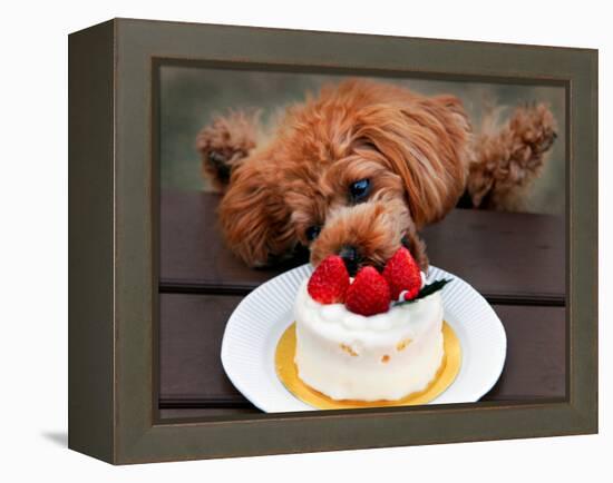 Toy Poodle Eats a Special Christmas Cake Made from Rice Powder and Natural Honey in Tokyo-null-Framed Premier Image Canvas