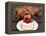 Toy Poodle Eats a Special Christmas Cake Made from Rice Powder and Natural Honey in Tokyo-null-Framed Premier Image Canvas
