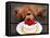 Toy Poodle Eats a Special Christmas Cake Made from Rice Powder and Natural Honey in Tokyo-null-Framed Premier Image Canvas