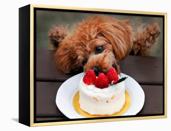 Toy Poodle Eats a Special Christmas Cake Made from Rice Powder and Natural Honey in Tokyo-null-Framed Premier Image Canvas