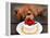 Toy Poodle Eats a Special Christmas Cake Made from Rice Powder and Natural Honey in Tokyo-null-Framed Premier Image Canvas