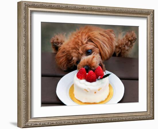 Toy Poodle Eats a Special Christmas Cake Made from Rice Powder and Natural Honey in Tokyo-null-Framed Photographic Print