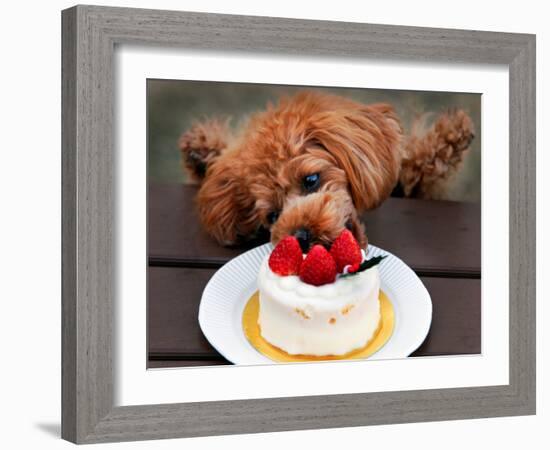 Toy Poodle Eats a Special Christmas Cake Made from Rice Powder and Natural Honey in Tokyo-null-Framed Photographic Print