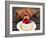 Toy Poodle Eats a Special Christmas Cake Made from Rice Powder and Natural Honey in Tokyo-null-Framed Photographic Print