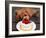 Toy Poodle Eats a Special Christmas Cake Made from Rice Powder and Natural Honey in Tokyo-null-Framed Photographic Print