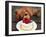 Toy Poodle Eats a Special Christmas Cake Made from Rice Powder and Natural Honey in Tokyo-null-Framed Photographic Print