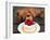 Toy Poodle Eats a Special Christmas Cake Made from Rice Powder and Natural Honey in Tokyo-null-Framed Photographic Print