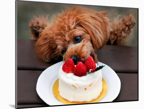 Toy Poodle Eats a Special Christmas Cake Made from Rice Powder and Natural Honey in Tokyo-null-Mounted Photographic Print