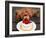 Toy Poodle Eats a Special Christmas Cake Made from Rice Powder and Natural Honey in Tokyo-null-Framed Photographic Print