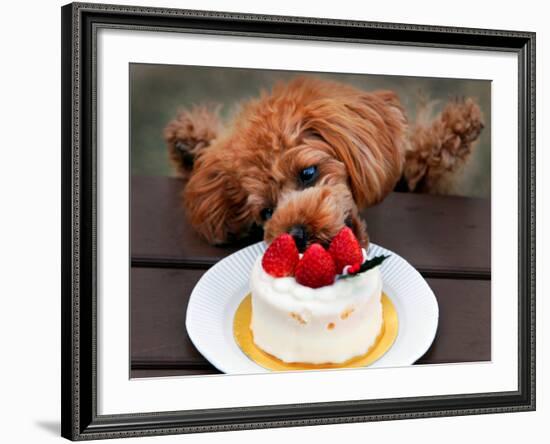 Toy Poodle Eats a Special Christmas Cake Made from Rice Powder and Natural Honey in Tokyo-null-Framed Photographic Print