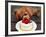 Toy Poodle Eats a Special Christmas Cake Made from Rice Powder and Natural Honey in Tokyo-null-Framed Photographic Print