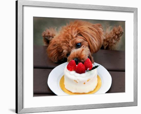 Toy Poodle Eats a Special Christmas Cake Made from Rice Powder and Natural Honey in Tokyo-null-Framed Photographic Print