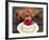 Toy Poodle Eats a Special Christmas Cake Made from Rice Powder and Natural Honey in Tokyo-null-Framed Photographic Print