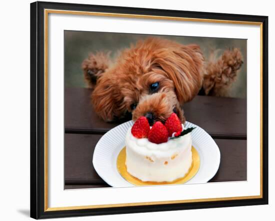 Toy Poodle Eats a Special Christmas Cake Made from Rice Powder and Natural Honey in Tokyo-null-Framed Photographic Print