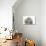 Toy Poodle-null-Photographic Print displayed on a wall
