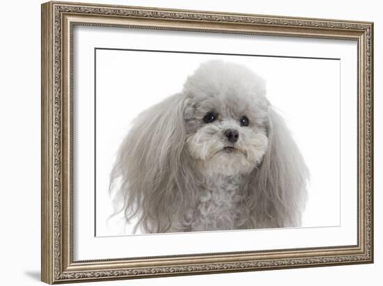 Toy Poodle-null-Framed Photographic Print