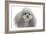 Toy Poodle-null-Framed Photographic Print