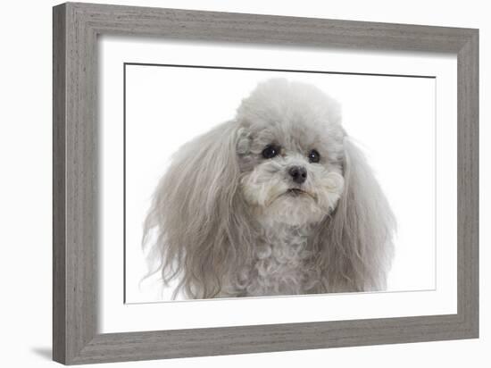 Toy Poodle-null-Framed Photographic Print