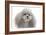 Toy Poodle-null-Framed Photographic Print