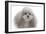 Toy Poodle-null-Framed Photographic Print