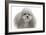 Toy Poodle-null-Framed Photographic Print