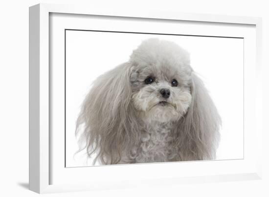 Toy Poodle-null-Framed Photographic Print