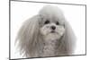 Toy Poodle-null-Mounted Photographic Print