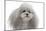 Toy Poodle-null-Mounted Photographic Print