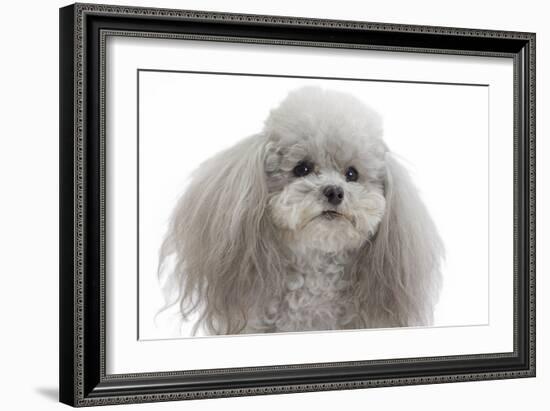 Toy Poodle-null-Framed Photographic Print