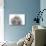 Toy Poodle-null-Photographic Print displayed on a wall