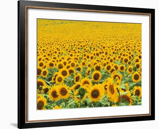 TR/THRACE: SONNENBLUMENFELD-Murat Taner-Framed Photographic Print