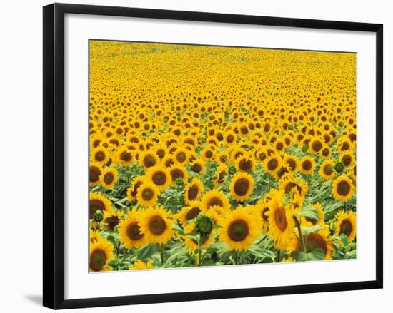 TR/THRACE: SONNENBLUMENFELD-Murat Taner-Framed Photographic Print