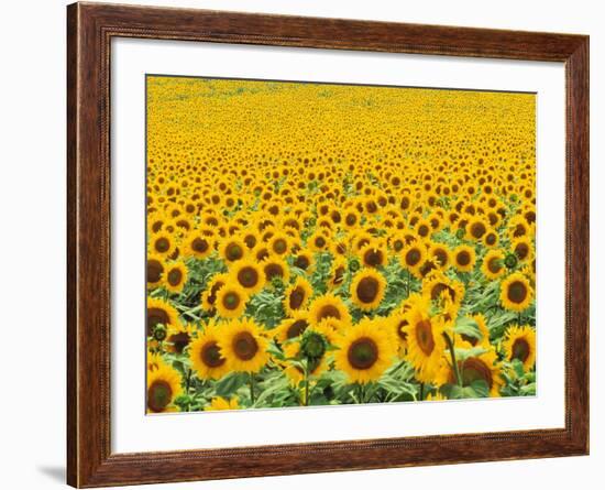 TR/THRACE: SONNENBLUMENFELD-Murat Taner-Framed Photographic Print