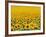 TR/THRACE: SONNENBLUMENFELD-Murat Taner-Framed Photographic Print