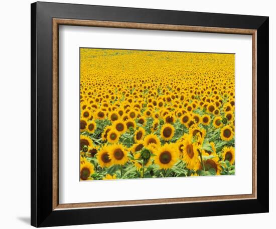 TR/THRACE: SONNENBLUMENFELD-Murat Taner-Framed Photographic Print