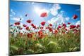 Photographic Print