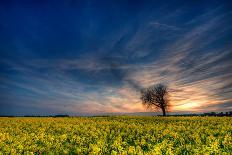 Sunset over a Field of Rapeseed, Near Risley in Derbyshire England UK-Tracey Whitefoot-Photographic Print