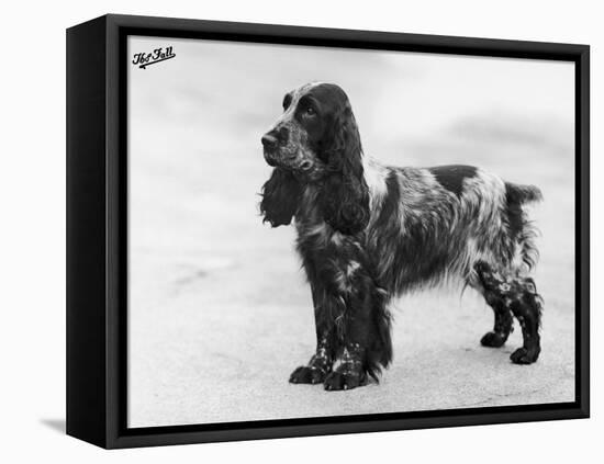 Tracey Witch of Ware Crufts, Best in Show, 1948 and 1950-Thomas Fall-Framed Premier Image Canvas