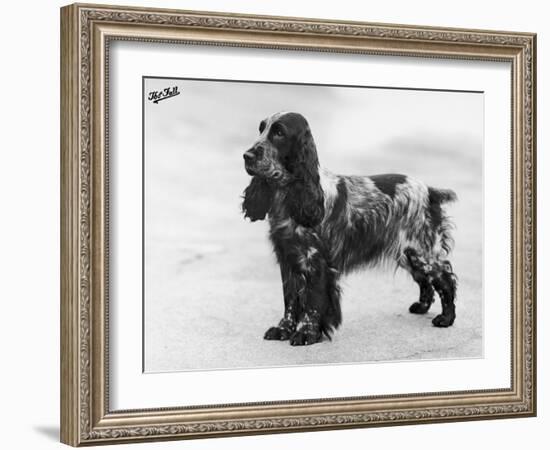 Tracey Witch of Ware Crufts, Best in Show, 1948 and 1950-Thomas Fall-Framed Photographic Print