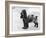 Tracey Witch of Ware Crufts, Best in Show, 1948 and 1950-Thomas Fall-Framed Photographic Print