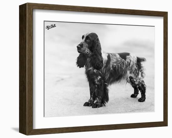 Tracey Witch of Ware Crufts, Best in Show, 1948 and 1950-Thomas Fall-Framed Photographic Print