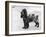 Tracey Witch of Ware Crufts, Best in Show, 1948 and 1950-Thomas Fall-Framed Photographic Print