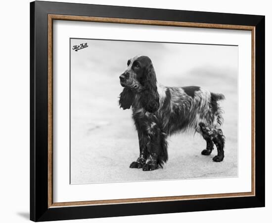 Tracey Witch of Ware Crufts, Best in Show, 1948 and 1950-Thomas Fall-Framed Photographic Print