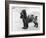 Tracey Witch of Ware Crufts, Best in Show, 1948 and 1950-Thomas Fall-Framed Photographic Print