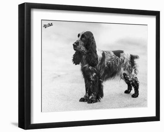 Tracey Witch of Ware Crufts, Best in Show, 1948 and 1950-Thomas Fall-Framed Photographic Print