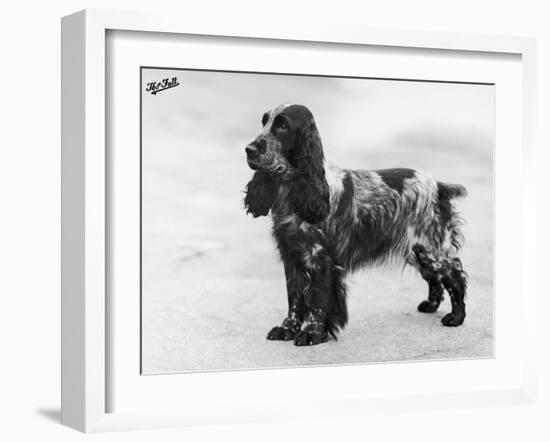 Tracey Witch of Ware Crufts, Best in Show, 1948 and 1950-Thomas Fall-Framed Photographic Print