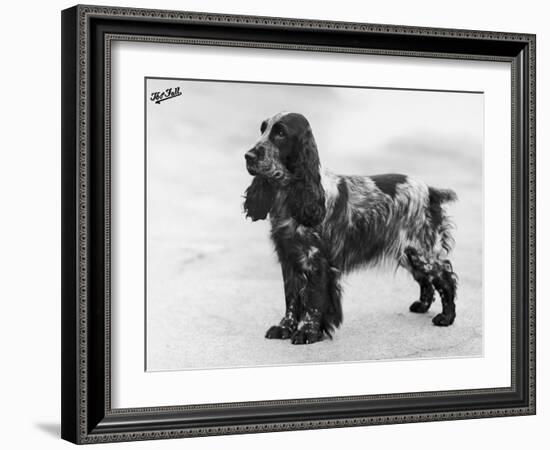 Tracey Witch of Ware Crufts, Best in Show, 1948 and 1950-Thomas Fall-Framed Photographic Print