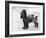 Tracey Witch of Ware Crufts, Best in Show, 1948 and 1950-Thomas Fall-Framed Photographic Print