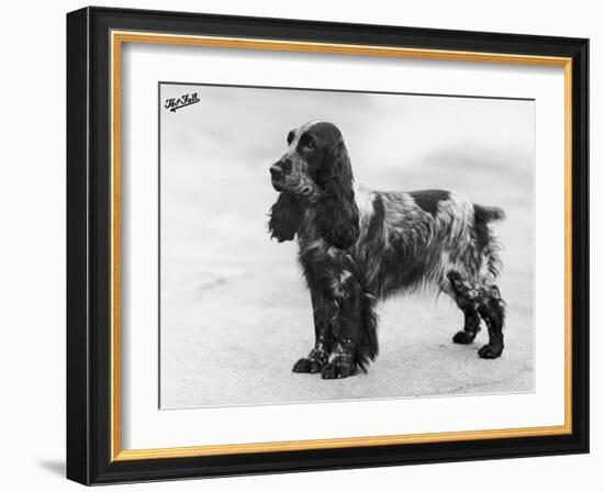 Tracey Witch of Ware Crufts, Best in Show, 1948 and 1950-Thomas Fall-Framed Photographic Print